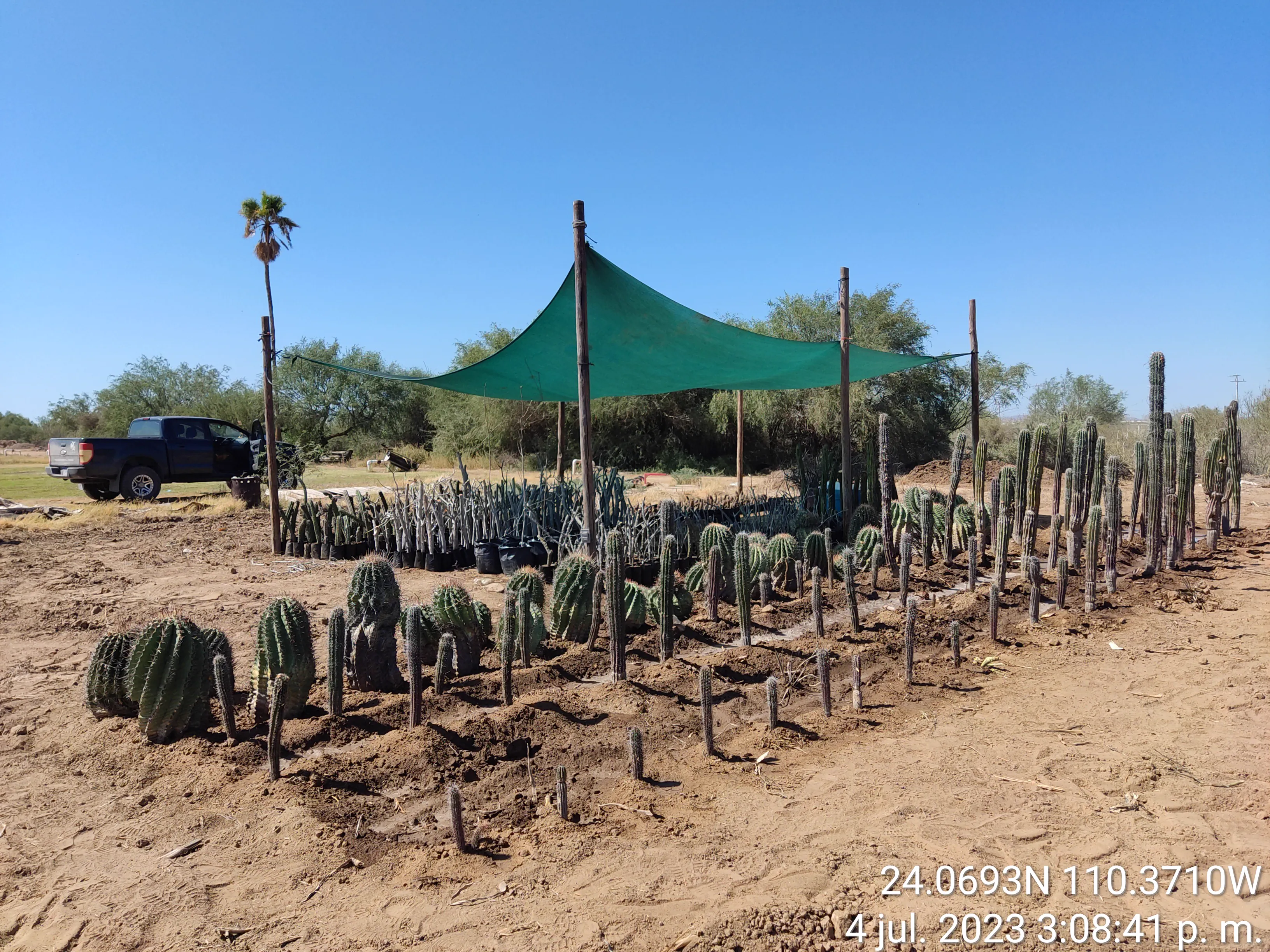 Proceso de rescate de vegetación